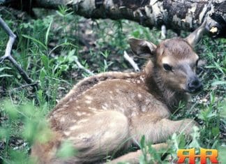 Snow on the Mountain Part 2 bedded calf - aspen log rhr 1